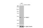 HDAC3 Antibody in Western Blot (WB)