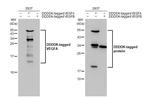 VEGF Antibody in Western Blot (WB)