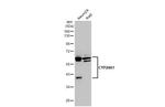 CYP24A1 Antibody in Western Blot (WB)