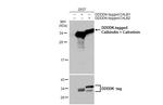 Calbindin/Calretinin Antibody in Western Blot (WB)