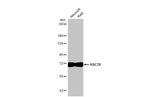 HSC70 Antibody in Western Blot (WB)