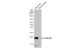 CRALBP Antibody in Western Blot (WB)