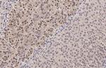 MAP2K4 Antibody in Immunohistochemistry (Paraffin) (IHC (P))