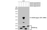 MAP2K4 Antibody in Western Blot (WB)