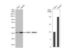 MAP2K4 Antibody in Western Blot (WB)