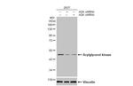 AGK Antibody in Western Blot (WB)