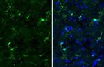 IBA1 Antibody in Immunohistochemistry (Frozen) (IHC (F))