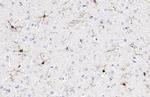 IBA1 Antibody in Immunohistochemistry (Paraffin) (IHC (P))