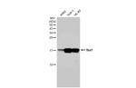 IBA1 Antibody in Western Blot (WB)