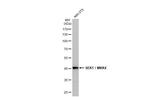 MAP2K4 Antibody in Western Blot (WB)