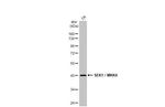 MAP2K4 Antibody in Western Blot (WB)