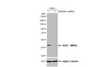 MAP2K4 Antibody in Western Blot (WB)