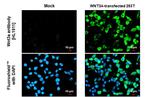 WNT3A Antibody in Immunocytochemistry (ICC/IF)