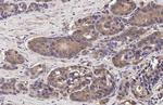 WNT3A Antibody in Immunohistochemistry (Paraffin) (IHC (P))