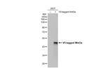 WNT3A Antibody in Western Blot (WB)