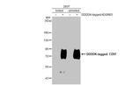 CD97 Antibody in Western Blot (WB)