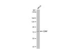 CD97 Antibody in Western Blot (WB)