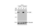 CD97 Antibody in Western Blot (WB)