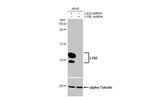 Ly-6E Antibody in Western Blot (WB)