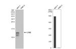 Ly-6E Antibody in Western Blot (WB)