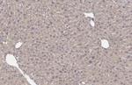 GPD1 Antibody in Immunohistochemistry (Paraffin) (IHC (P))