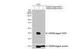 GPD1 Antibody in Western Blot (WB)