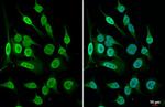 Histone H4 Antibody in Immunocytochemistry (ICC/IF)