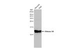 Histone H4 Antibody in Western Blot (WB)