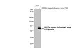 Influenza A H1N1 PB2 (A/Puerto Rico/8/34) Antibody in Western Blot (WB)