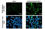 WNT2 Antibody in Immunocytochemistry (ICC/IF)