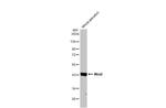 WNT2 Antibody in Western Blot (WB)