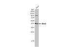 WNT2 Antibody in Western Blot (WB)