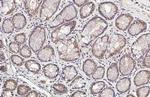 SIGIRR Antibody in Immunohistochemistry (Paraffin) (IHC (P))