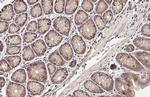 SIGIRR Antibody in Immunohistochemistry (Paraffin) (IHC (P))