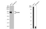 SIGIRR Antibody in Western Blot (WB)