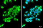 ISG15 Antibody in Immunocytochemistry (ICC/IF)