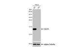 ISG15 Antibody in Western Blot (WB)