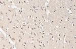 SOD1 Antibody in Immunohistochemistry (Paraffin) (IHC (P))