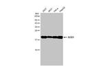 SOD1 Antibody in Western Blot (WB)