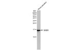 SOD1 Antibody in Western Blot (WB)