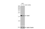 SOD1 Antibody in Western Blot (WB)