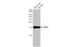 SOD1 Antibody in Western Blot (WB)