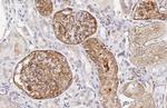 PODXL Antibody in Immunohistochemistry (Paraffin) (IHC (P))