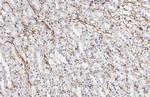 PODXL Antibody in Immunohistochemistry (Paraffin) (IHC (P))