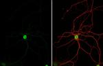 HMGB1 Antibody in Immunocytochemistry (ICC/IF)