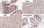 HMGB1 Antibody in Immunohistochemistry (Paraffin) (IHC (P))