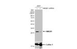 HMGB1 Antibody in Western Blot (WB)