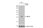 HMGB1 Antibody in Western Blot (WB)