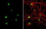 HMGB1 Antibody in Immunocytochemistry (ICC/IF)