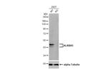 ALKBH5 Antibody in Western Blot (WB)